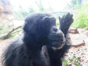 ケンジがんばりました、が。