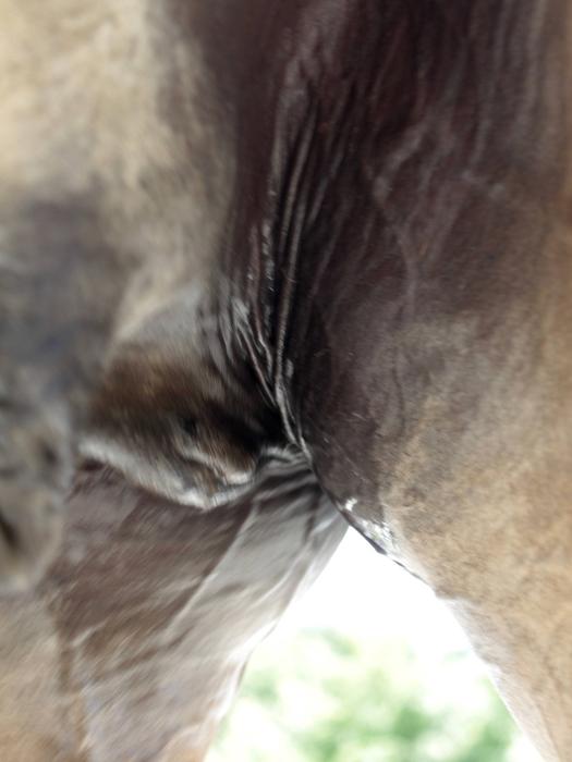 ぱかぱかブログ20160710馬の汗08.jpg