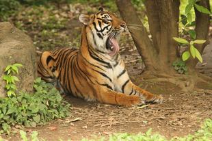 カリの馴致報告-6