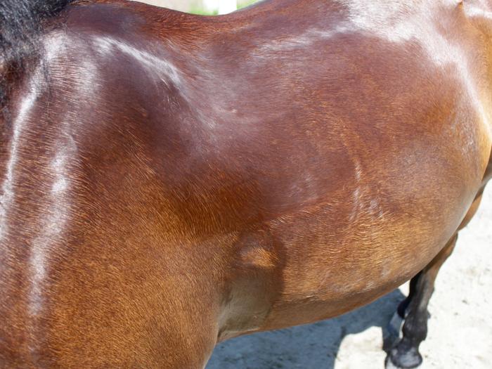 ぱかぱかブログ20160710馬の汗06.jpg