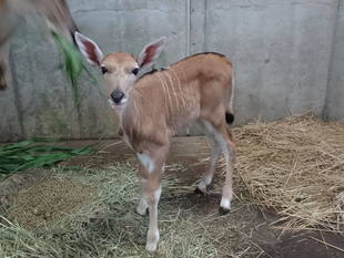エランド　ベビーラッシュ！！！