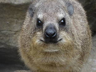 ハイラックスからのご報告　その2