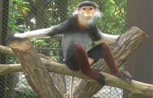 今年の夏。アカアシドゥクラングールの夏！　～これが本題～