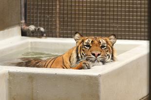 暑い日には・・・