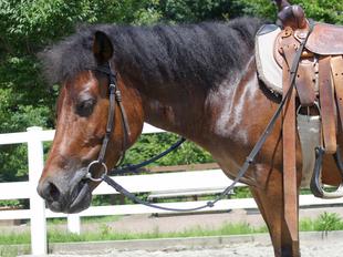 馬も汗をかく！？