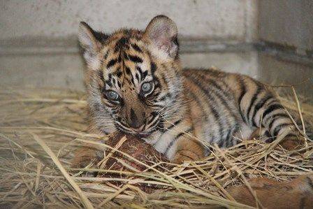 トラは「肉」食獣!の写真