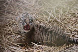 トラの子情報-1