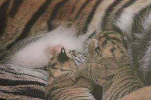 トラの子情報-2