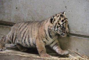 トラの子情報-3