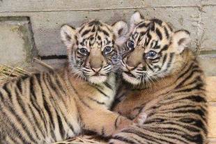 トラの子情報-4