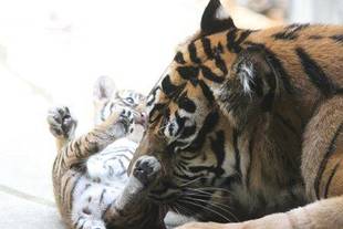 トラの子情報-5