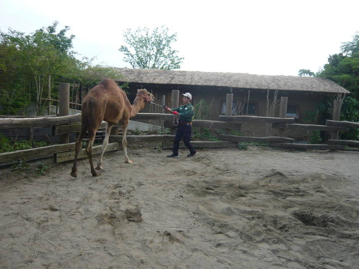 【飼育日誌】20160727 新人は頑張り屋さん　①