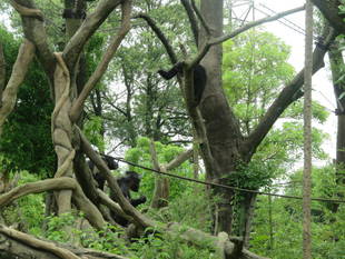 フクの成長の証？