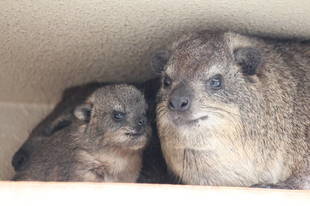 ハイラックスからのご報告