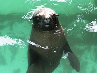 いろんなポーズのキュウタロウくん。