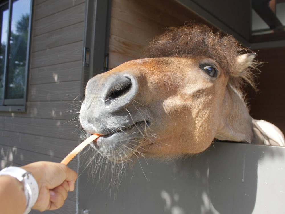 上手にニンジンをあげてみよう!!の写真