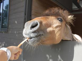 上手にニンジンをあげてみよう！！