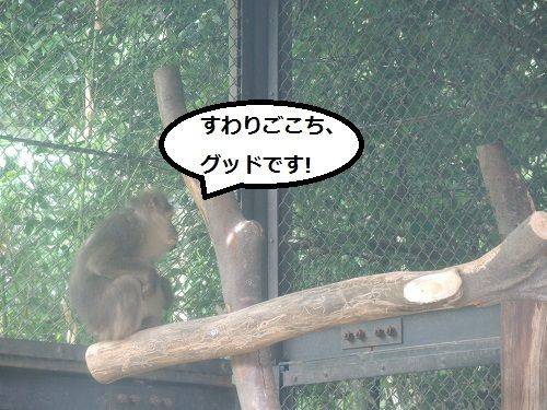 ちべっと、リニューアル!の写真