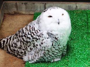 ぎこちない笑顔...。   == フクちゃん ==