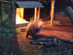 ナイトは　まかせて！