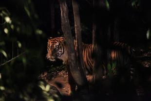 ナイトズーラシア、やってます!