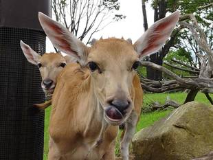 エランド親子　展示中！