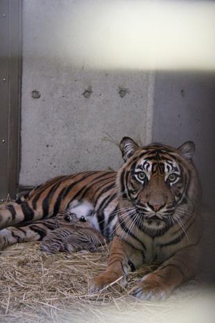 誕生日おめでとう! ミンピ♡