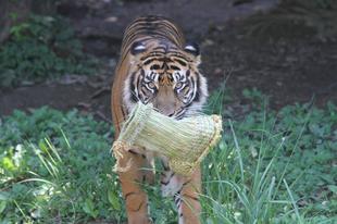 ありがとうございました! ミンピより