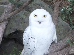 ぎこちない笑顔...。   == サリーくん ==