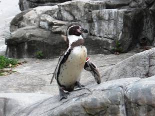 雨ニモ負ケズ!?