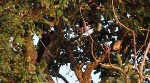 今年の夏、アカアシドゥクラングールの夏　～番外編～