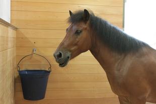 馬の口を見れば・・・