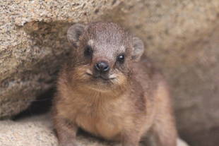 愛称決定！～エランドじゃないよ、ハイラックスだよ～