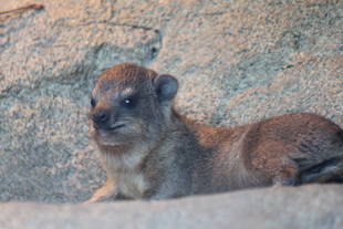 ちびラックス、ナイトデビュー！
