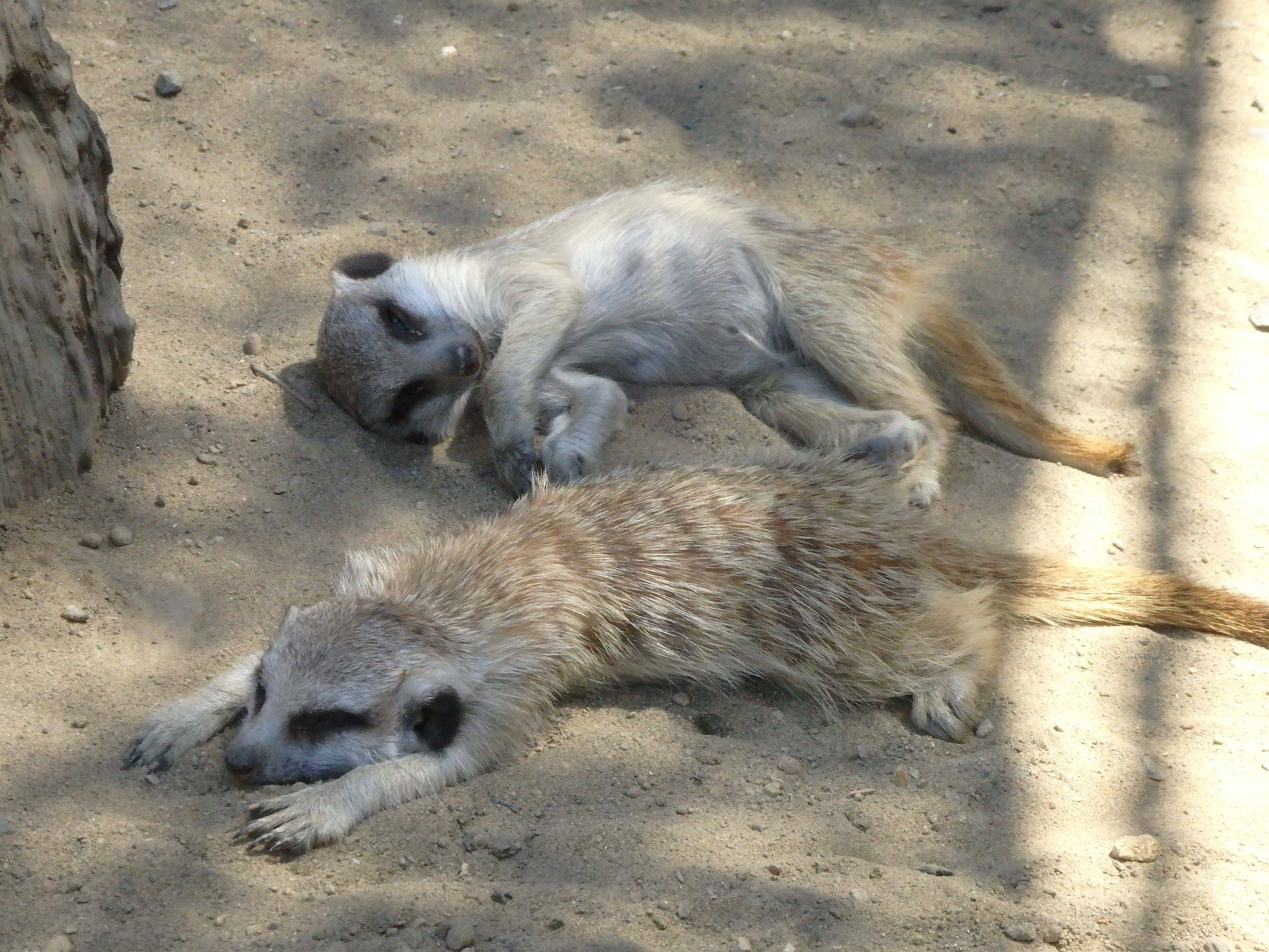 ミーアキャットの夏。の写真