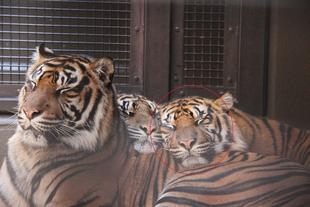 ミンダマ、復活！？