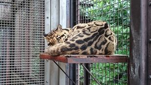 コーラルの出勤風景