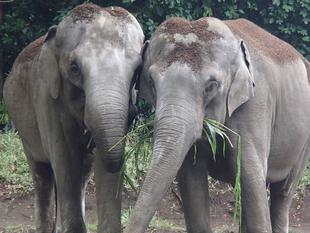 チャメリーのお引越しにあたり