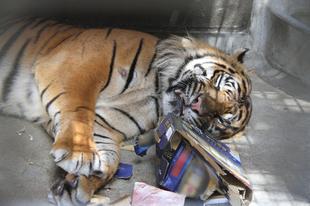 ガンター、段ボール再び・・・