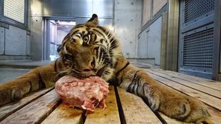 ミンピはやっぱり〇〇？