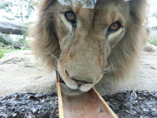 竹、使いきりました