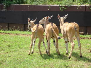 エランドの赤ちゃん　愛称決定！
