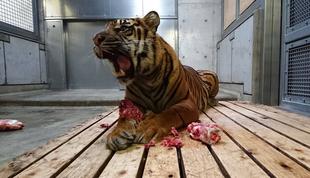 ミンピは〇〇ではなかった？