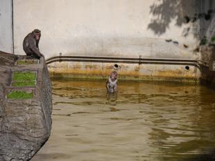 ニホンザル、新しい遊び場？！