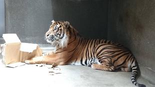 ある日のガンター①