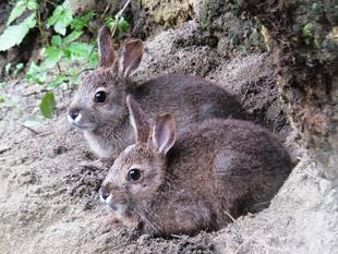 ハロウィンに向けて仮装中!?