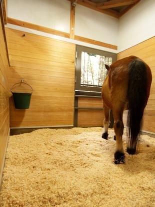 高級じゅうたん！？