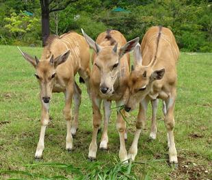 エランドの赤ちゃん　すくすく　にょきにょき