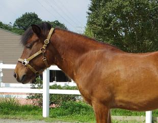 珠目二・吭搦左・波分