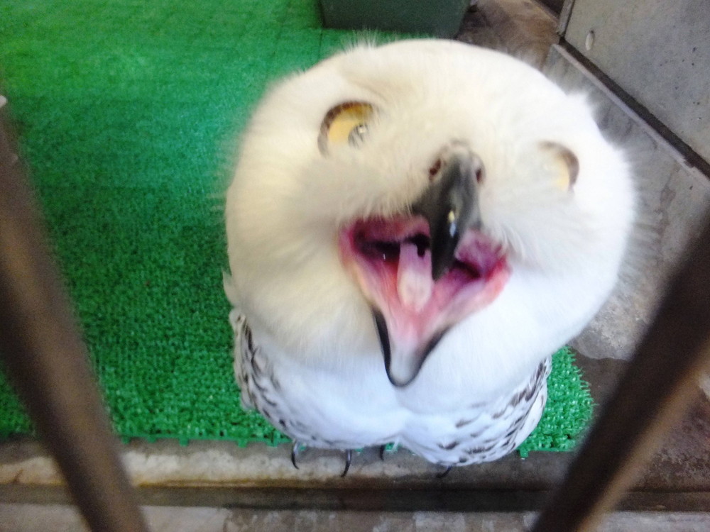 食欲の秋の写真